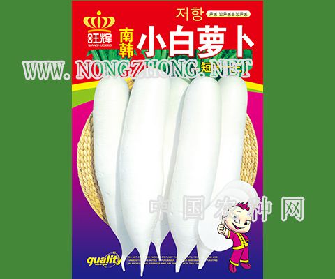 南韩小白萝卜
